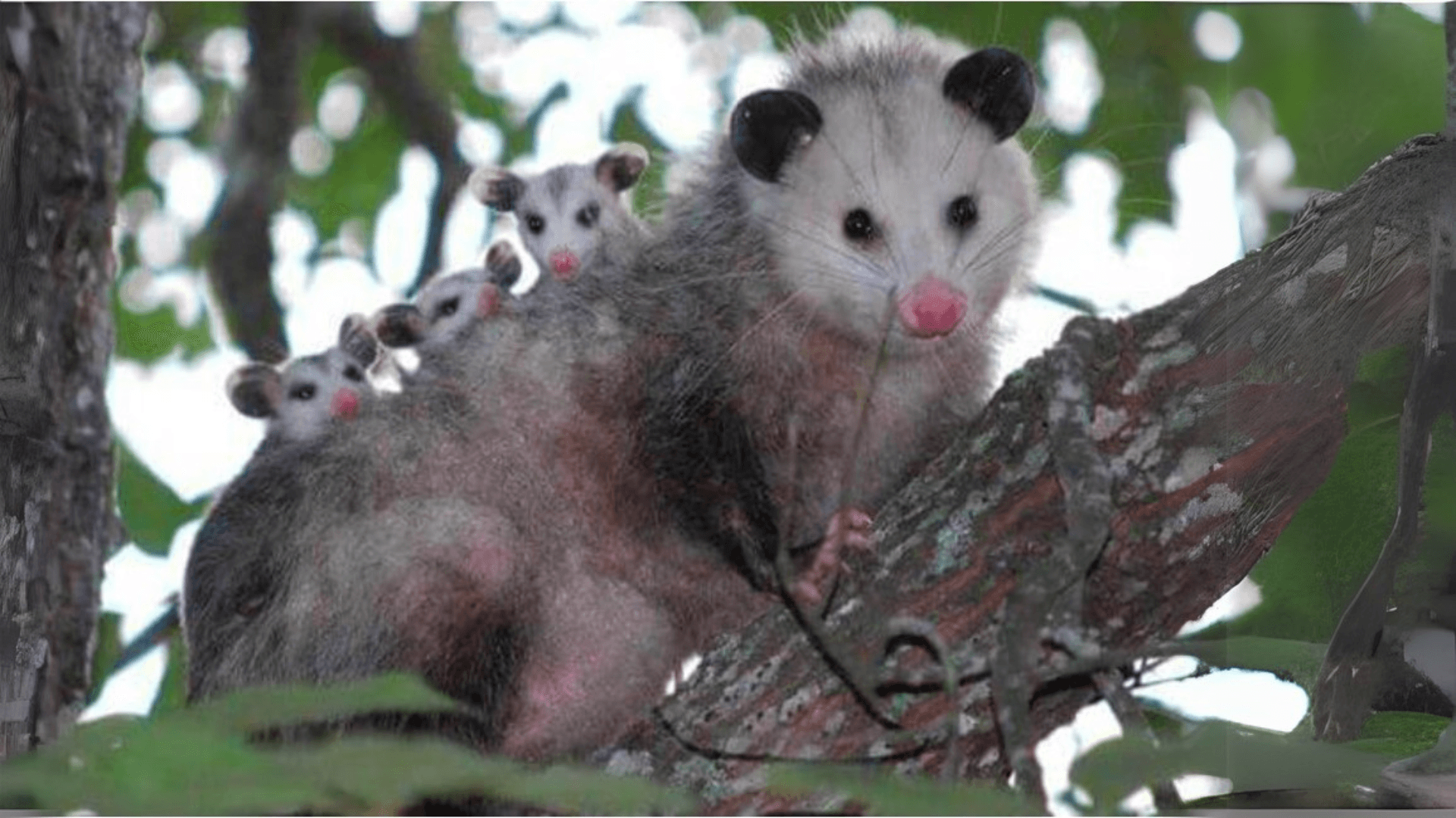 Biodiversity Image 1