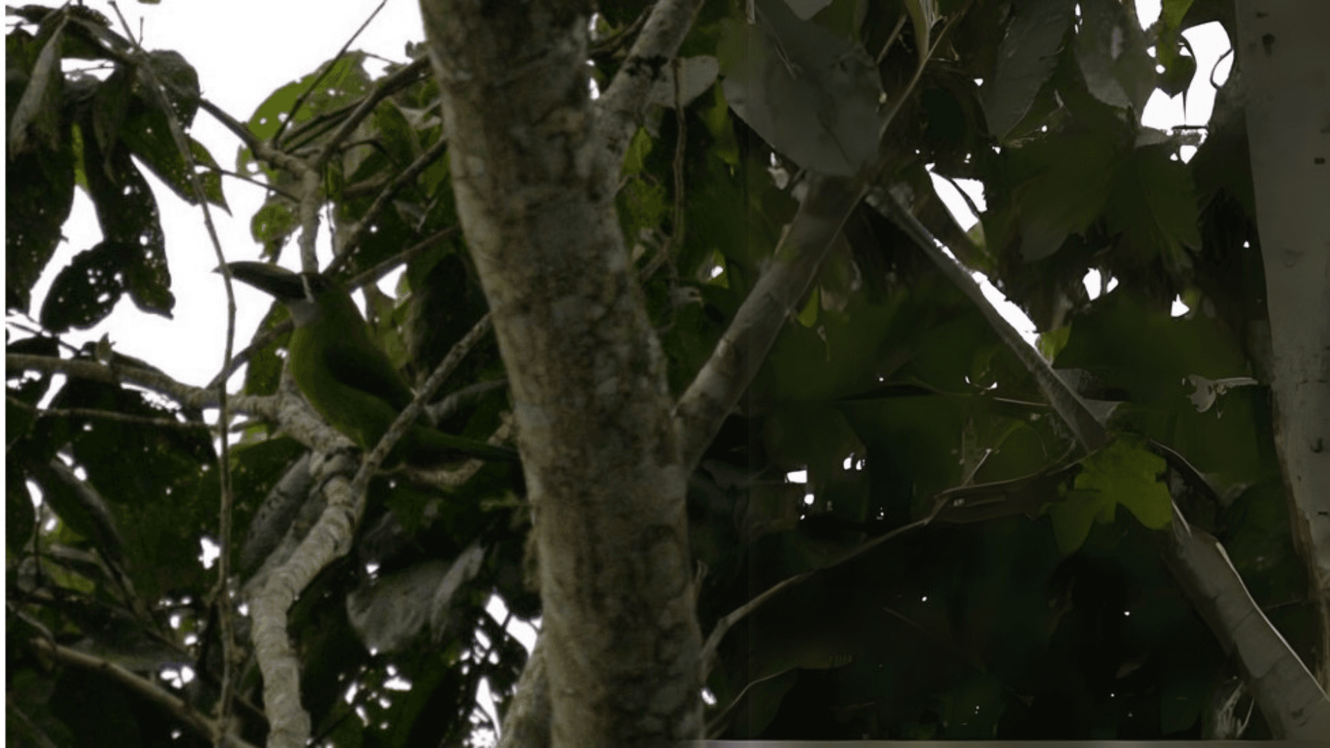 Biodiversity Image 6