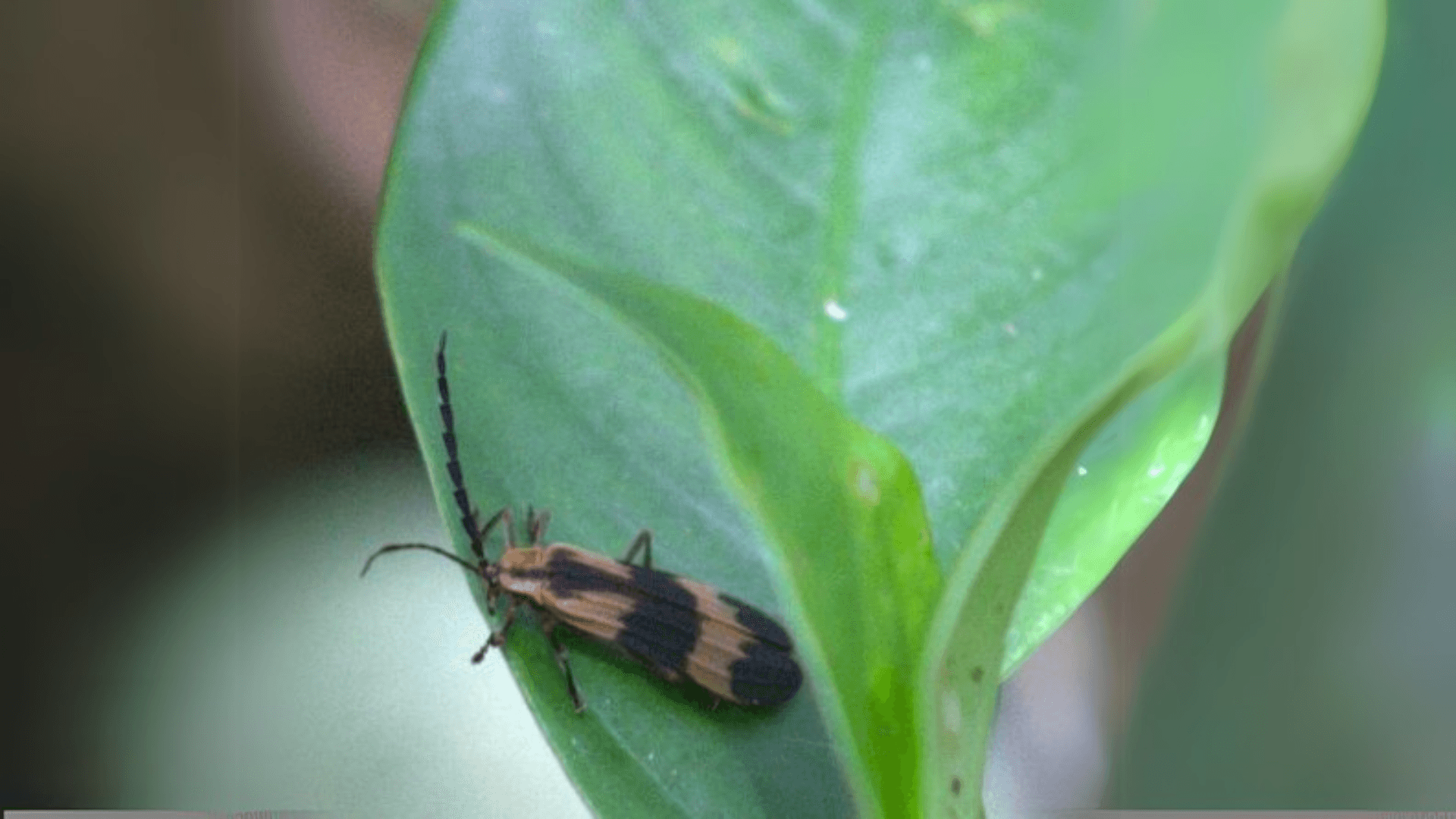 Biodiversity Image 7